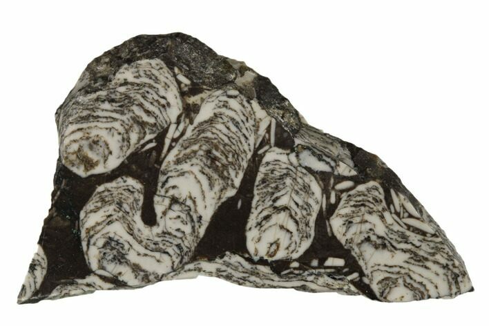Polished Mesoproterozoic Stromatolite - Siberia #180033